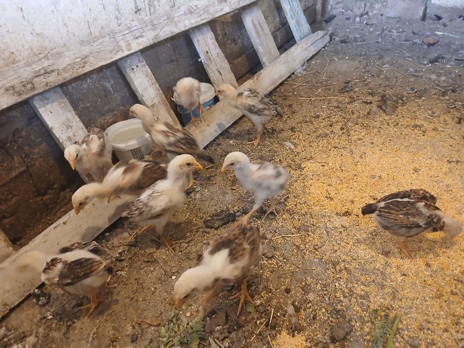 Dakan Jojala sifatli yaxwi narsala