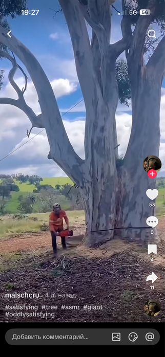 пилим дерева быстро не дорога