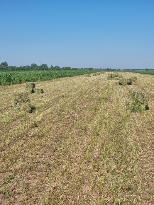 Baloti de lucerna trifoi