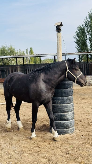 Srochno ot sotiladi!!!