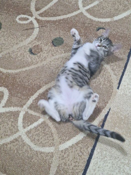 Ураган нежности ищет дом!