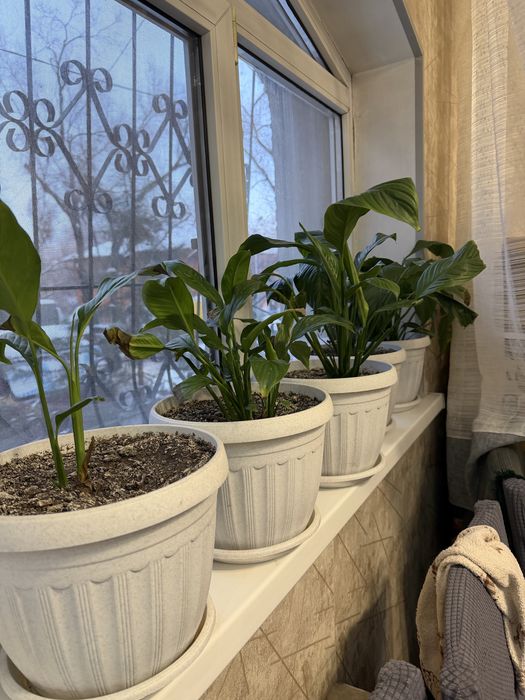 Комнатные цветы дома