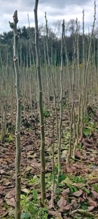 Puieți de nuc de vânzare