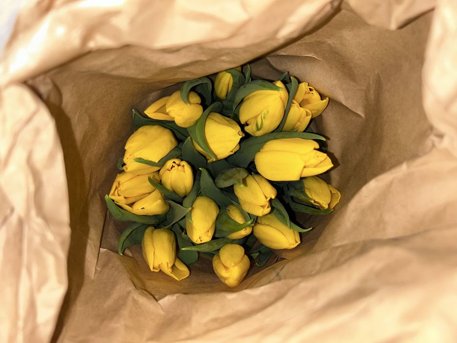 Свежыйе тюльпан цена