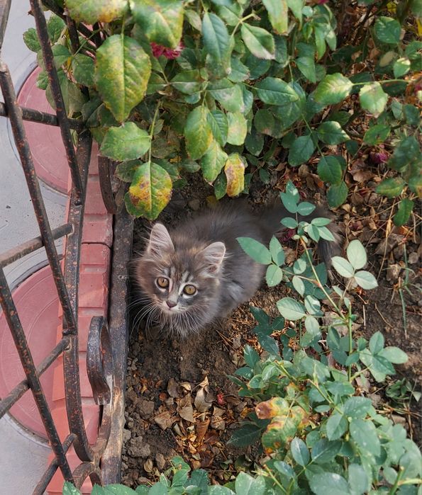 Отдам ласкового серого котёнка!