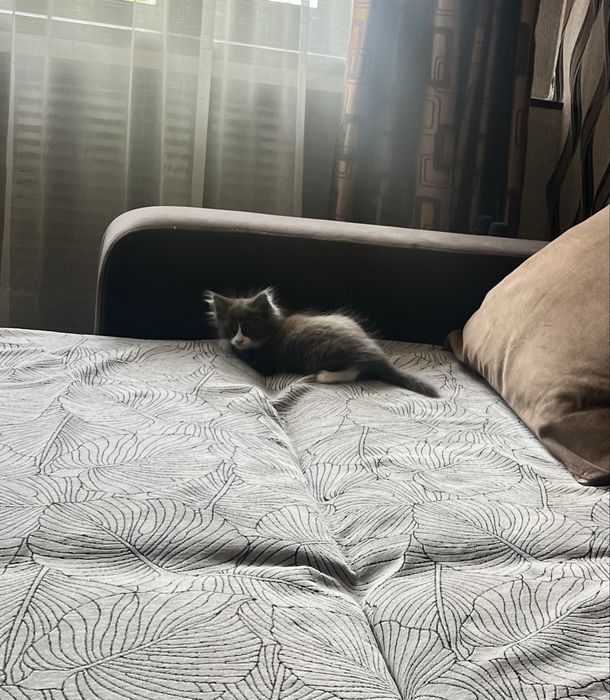 Отдам котят в добрые руки!!