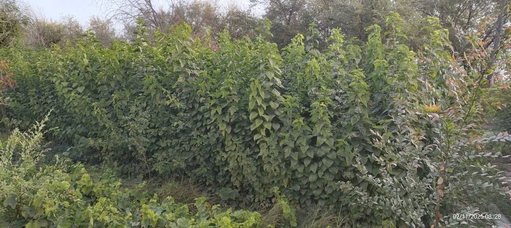 Mevali va manzarali kuchatlar optim narxda