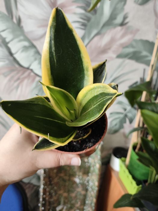 Комнатные растения