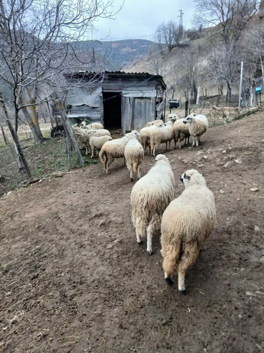 Продавам 5 овце на 8 месеца