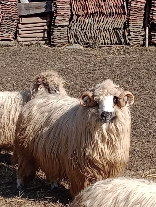 Vând berbec stramior