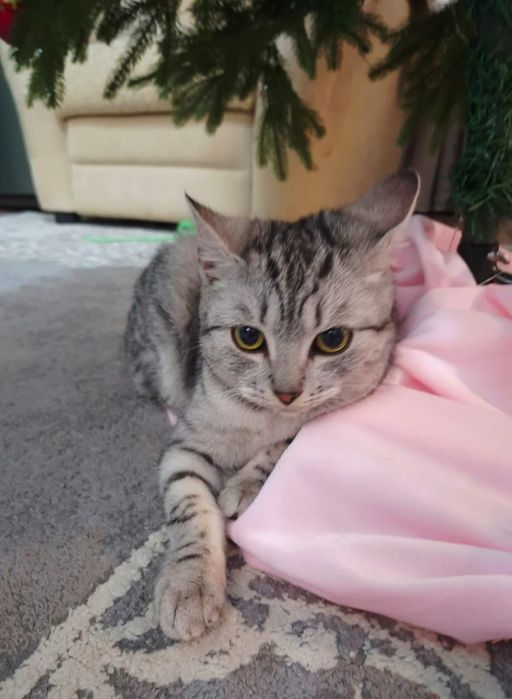 Котенок  мальчик шотландец ,ищет дом , и добрые отзывчивые руки