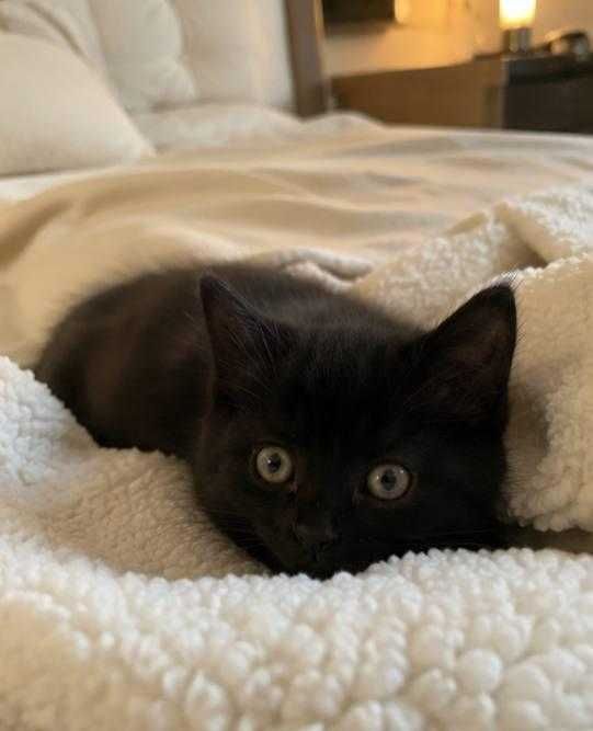 Чёрный котёнок в добрые руки