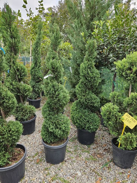 Vând pon pon, spirala