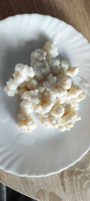 Granule de kefir „tibetan" — cultură vie, activa
