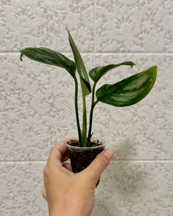 Сциндапсус Суматра! Эпипремнум! Комнатные цветы!