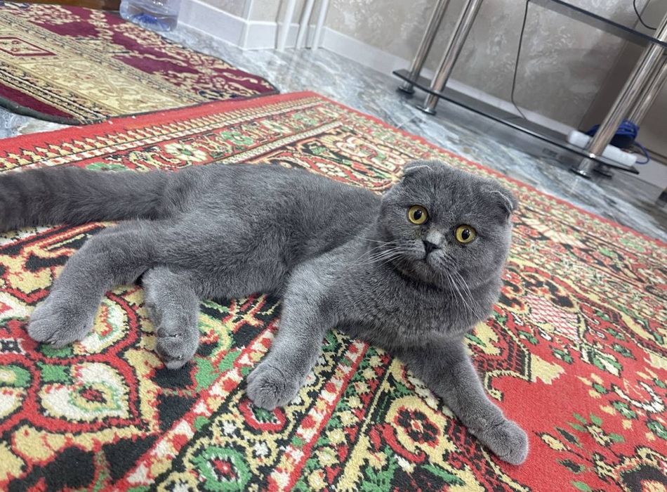 ВЯЗКА. Тоза қонли  Шотландские вислоухие