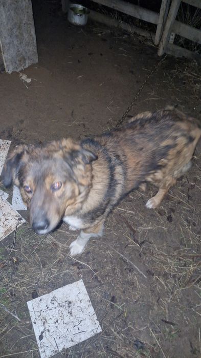 В добрые руки мощный кобель