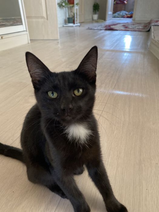 котята бесплатно