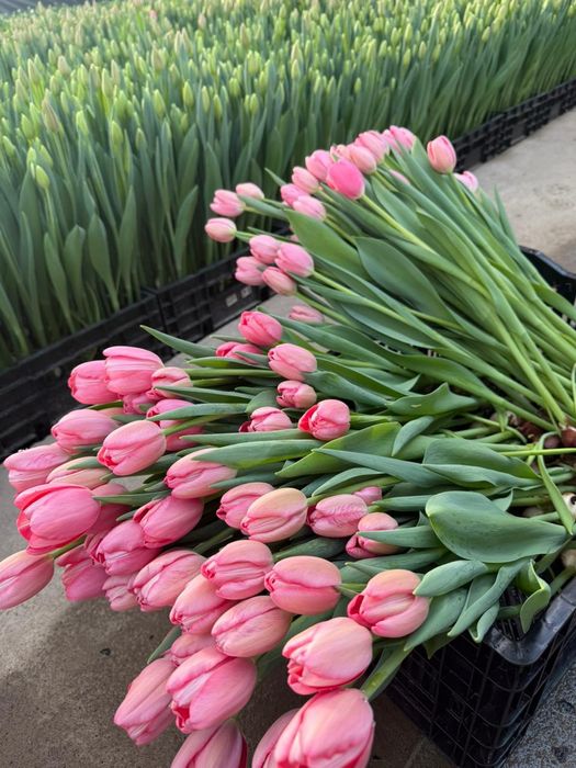 Тюльпаны к 8 марта