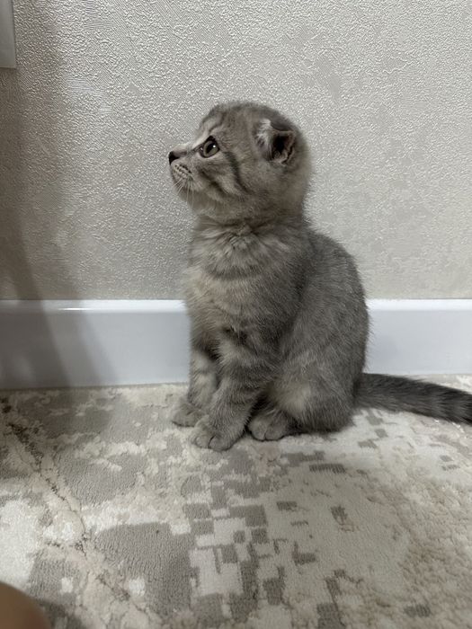 Котенок вислоухий