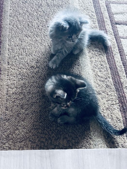 Дарю красивых котят