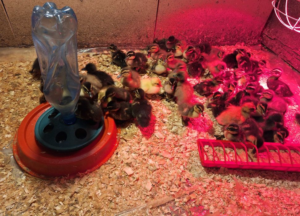 Boboci de rata colorata