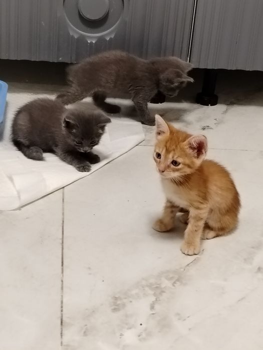 Котята в добрые руки