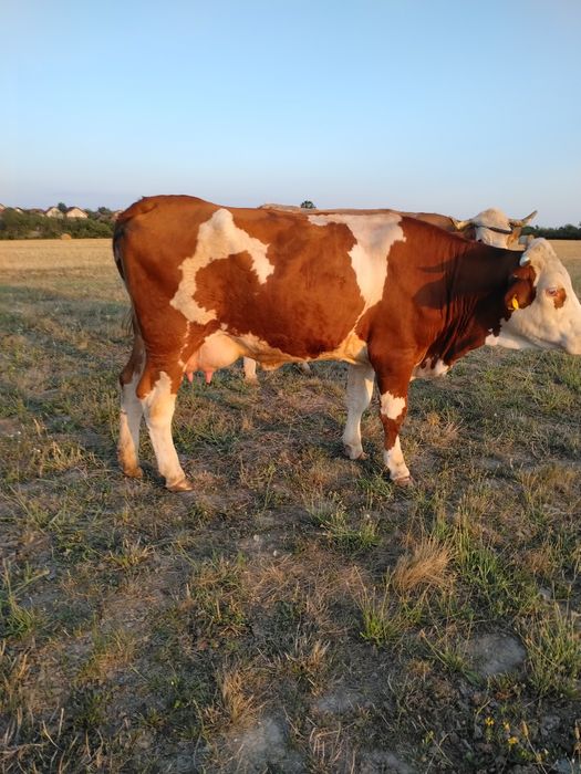 Vând Vaca prima fatare