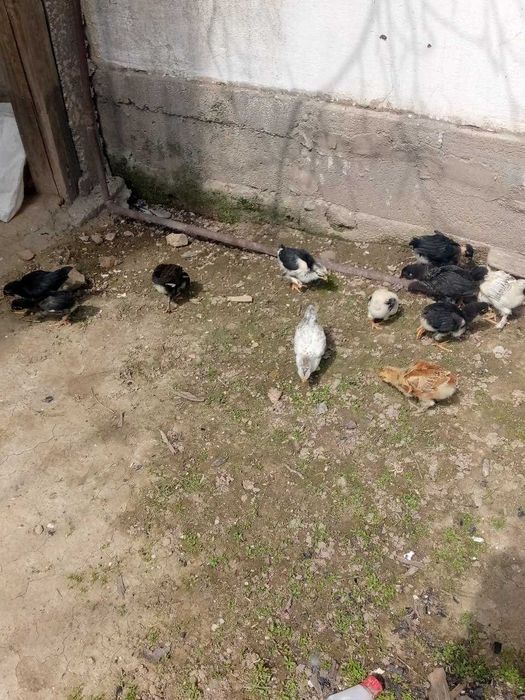 Venger zotli jõjalar
