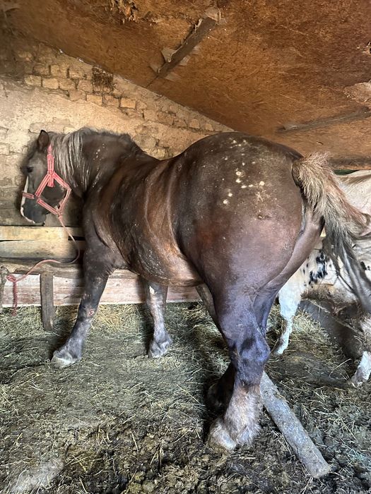 Vând iapă ciocolatie de 8 ani