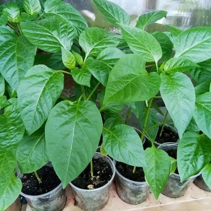 Рассада томатов и перца.