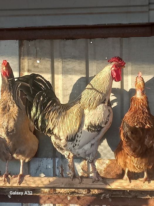 Атеш сатылады кзо