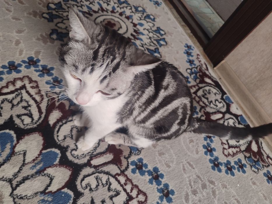 Ostonadagi transvestit kiyimlari