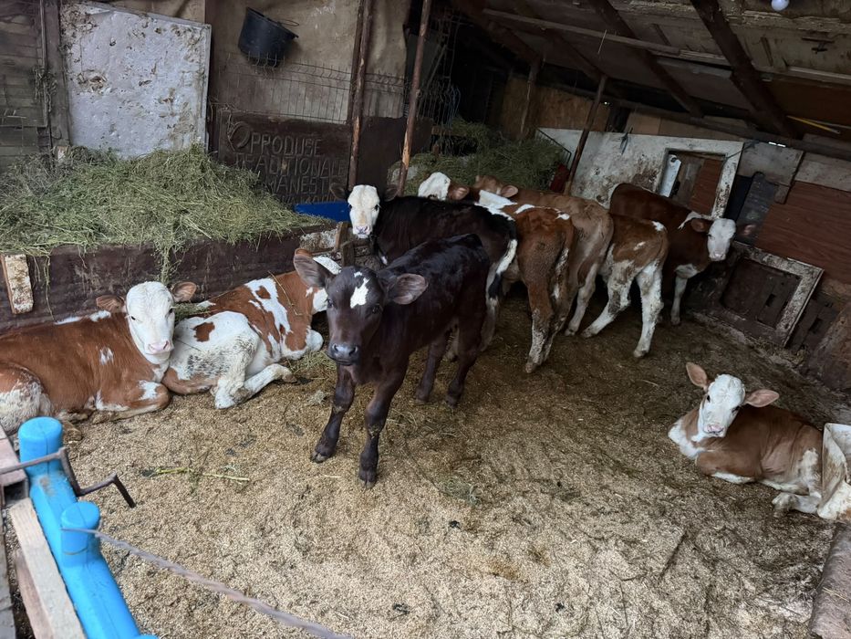 Vitei tauri si vitele sugari si intarcati