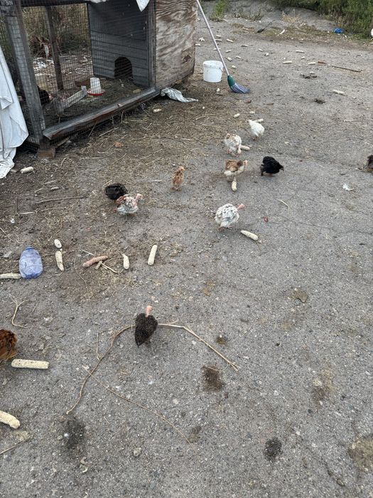 Продам цыплят голошейки
