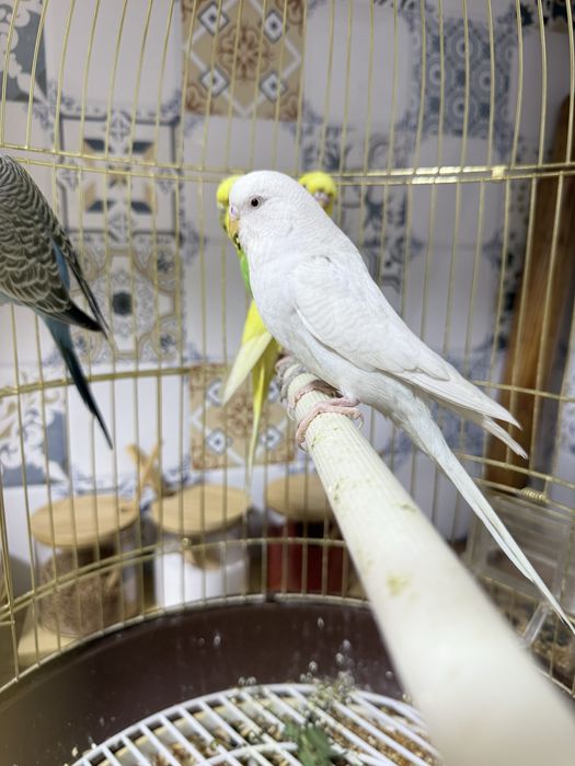 Продается 4 попугая с клеткой.