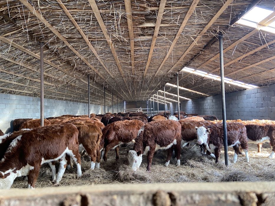 Продам действующий КХ