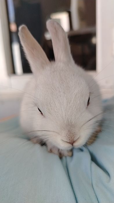 Декоративный кролик 3-3,5 месяца