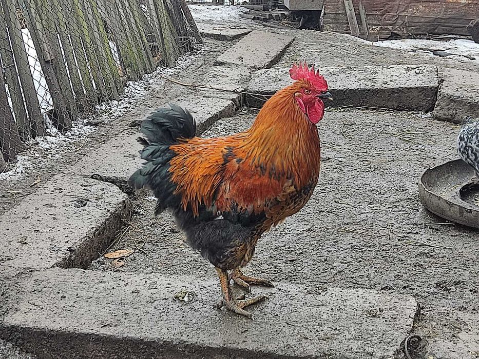 Продаются молодые петухи