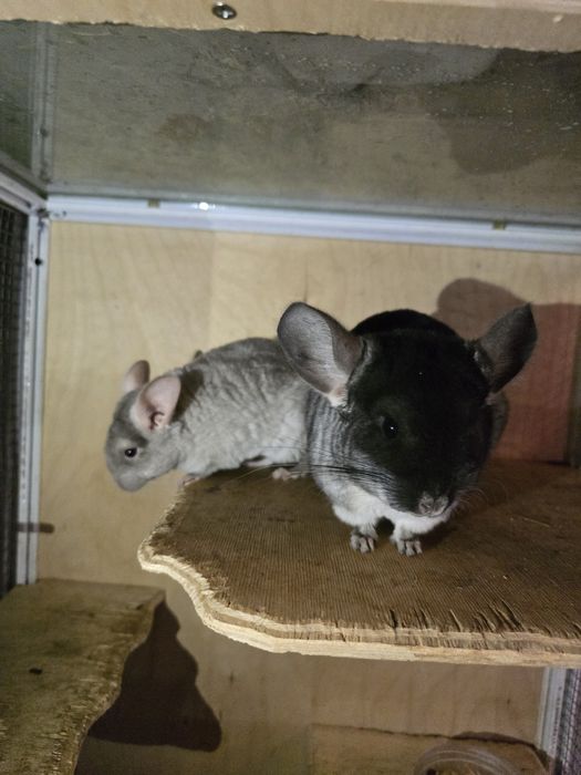 Продам шиншилл мальчиков.