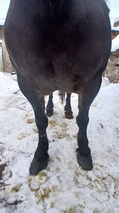 De vânzare iapa gestanta