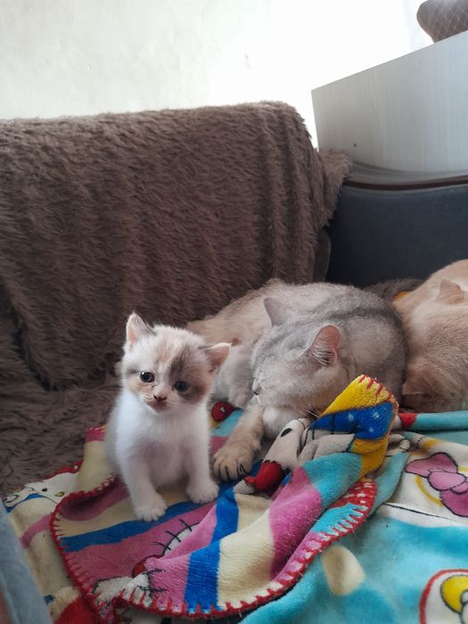 Котенок скотиш страйт