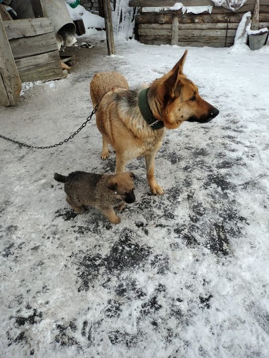 Отдам щенков в добрые руки