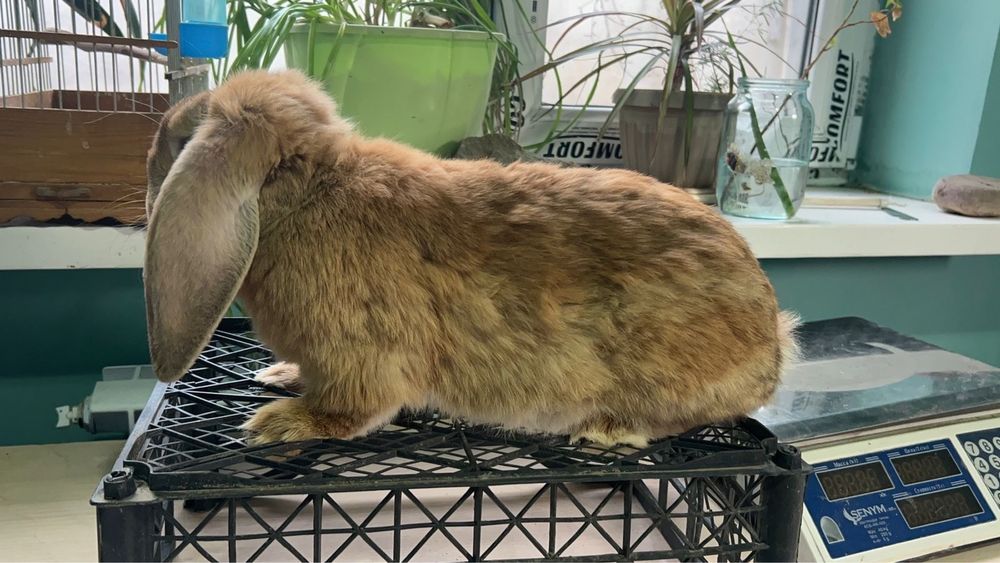 Французкий баран девочка