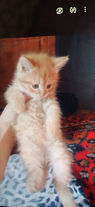 shirintoylar hadiyaga beriladi