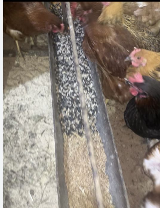 Яйцо домашнее свежее