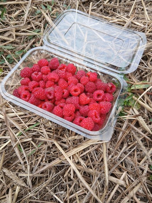 Zmeura de vânzare la kg