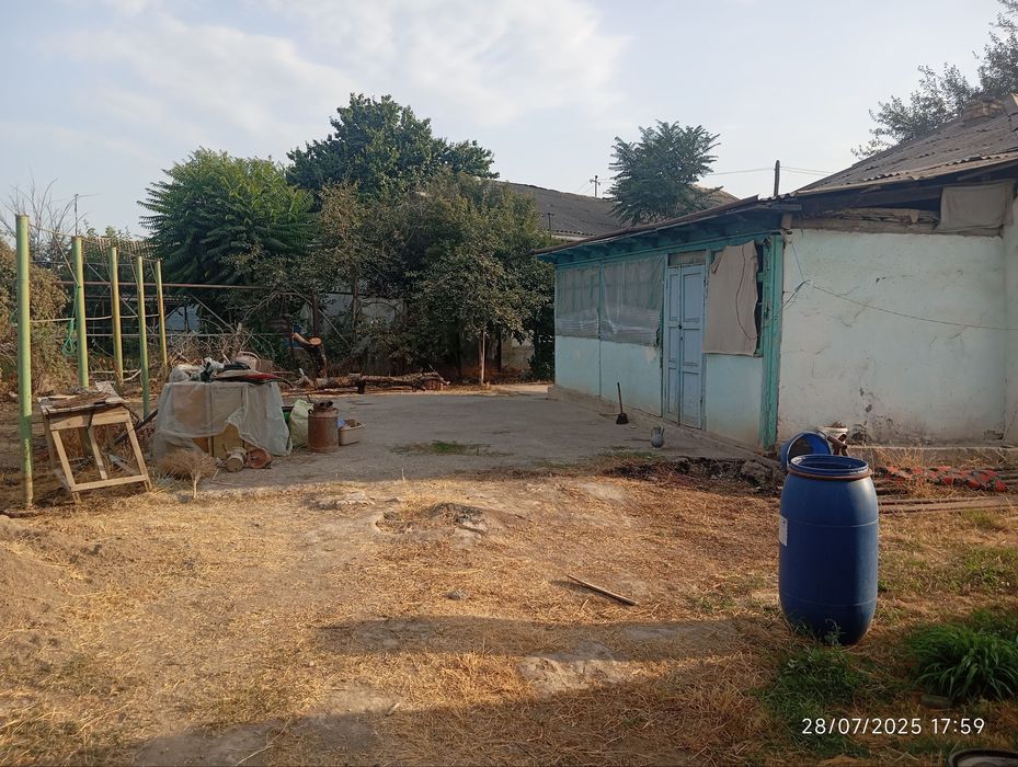 Чиназ, Олмазорда уй сотилади