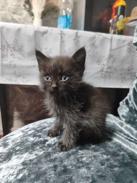 Котята в хорошие руки