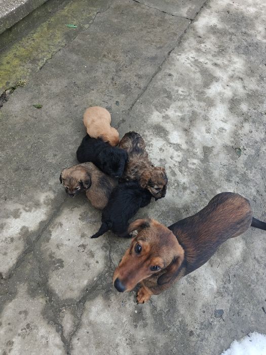 Catelusi pentru donat